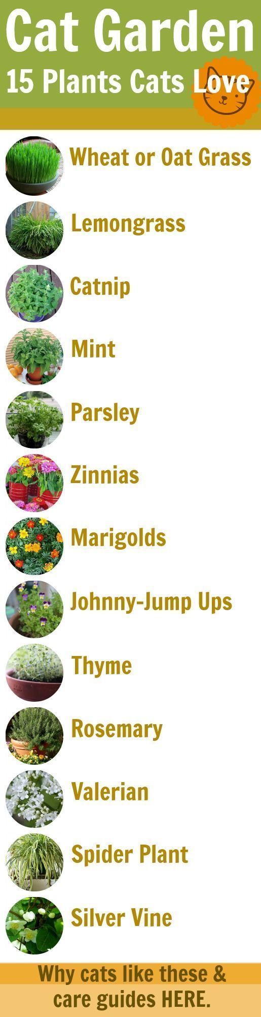 15 cat-safe garden plants