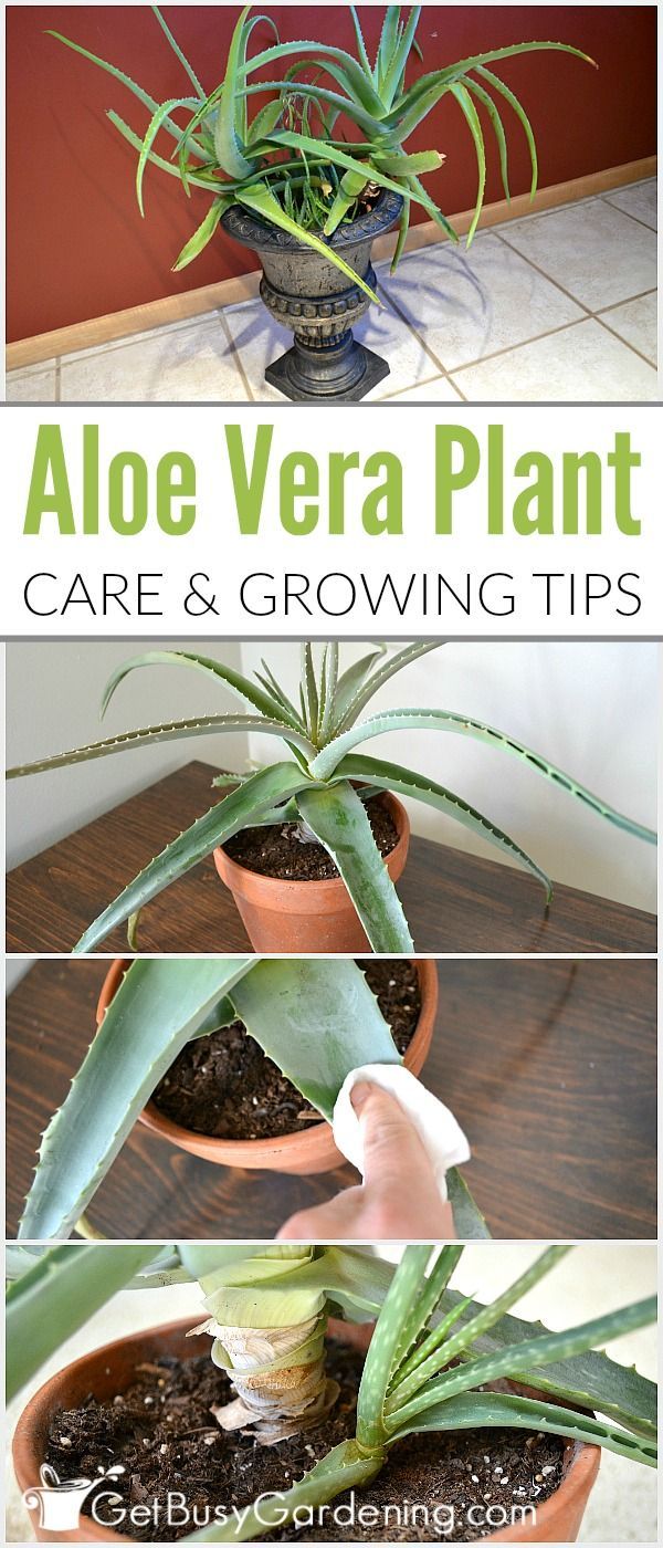 Aloe vera is a very popular plant that is best known for the healing qualities of the gel. Given the proper aloe vera plant