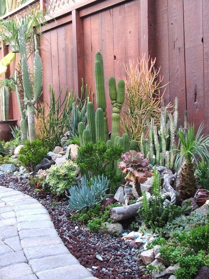 along the side yard, add Cardons for height also Pitaya’s