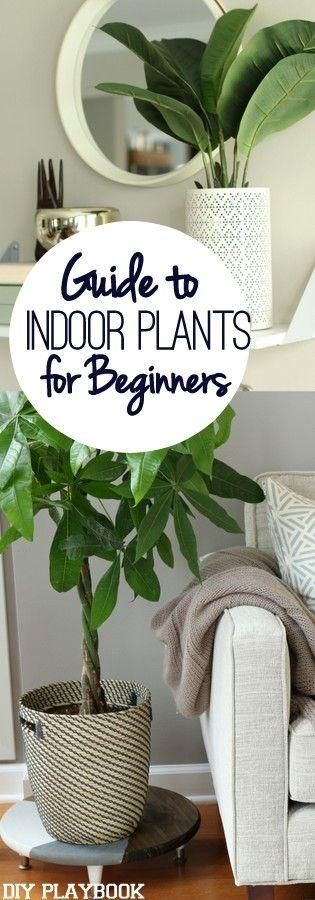 Don’t have a green thumb but want to add some low-maintenance plants to your home? This blog posts lays out the best options!