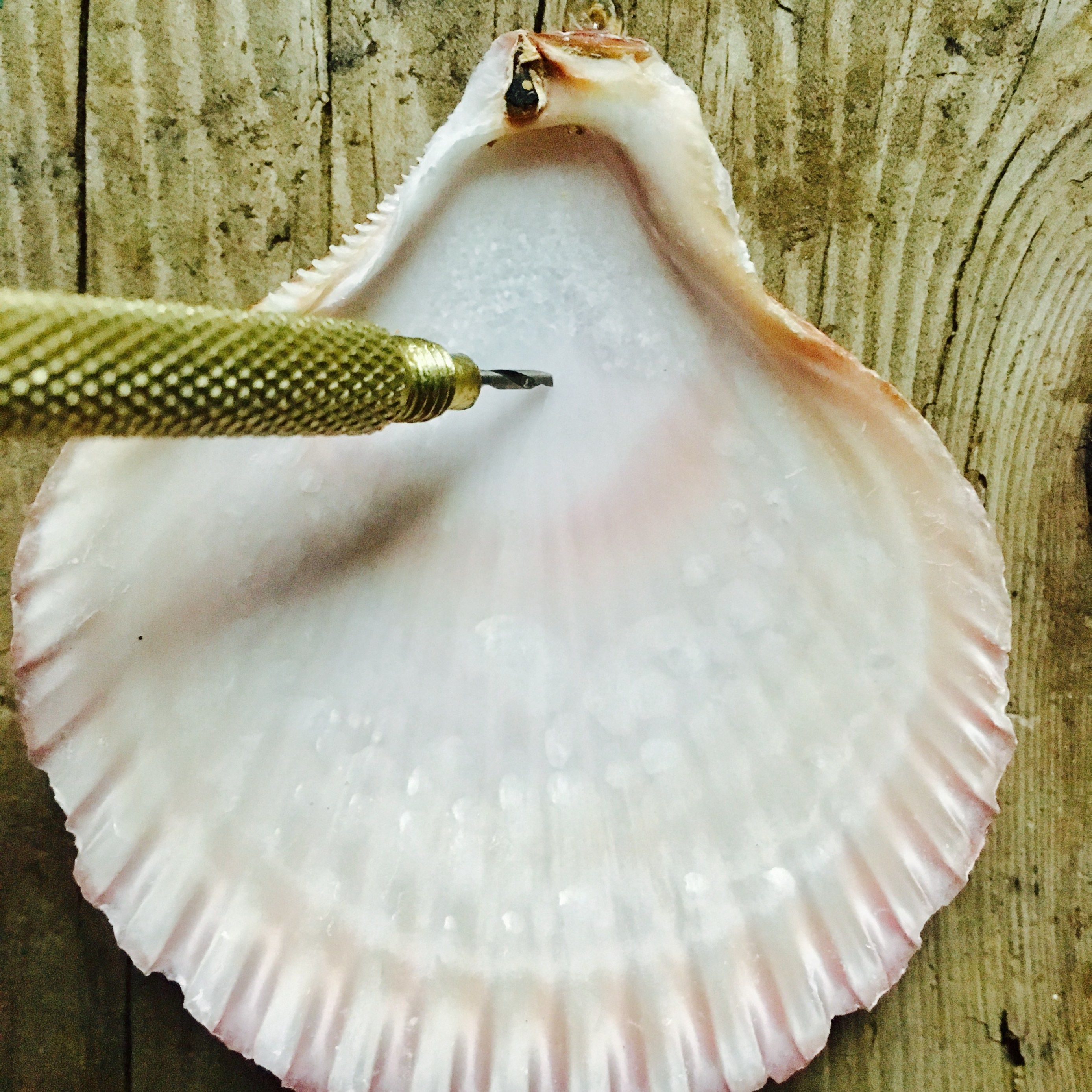 drill a hole in a seashell