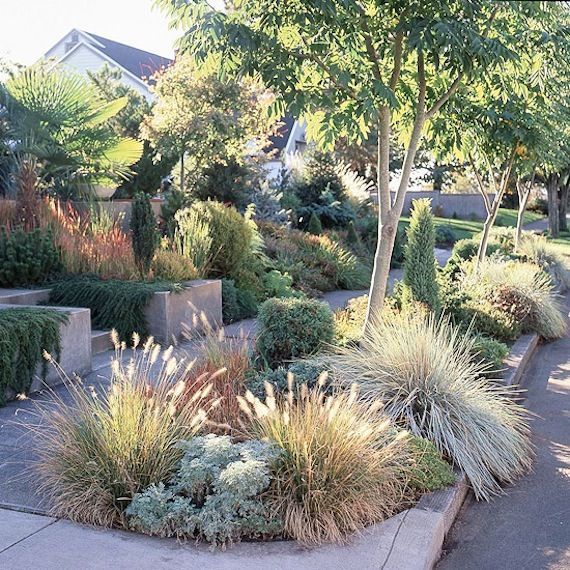 Great mix of drought tolerant plants – love this for the area along the street.
