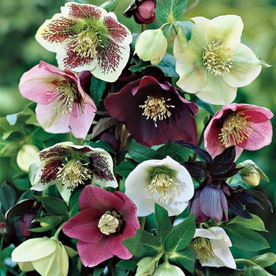 Hellebores: very low maintenance required for these winter blooming, shade-loving, evergreen perennials.