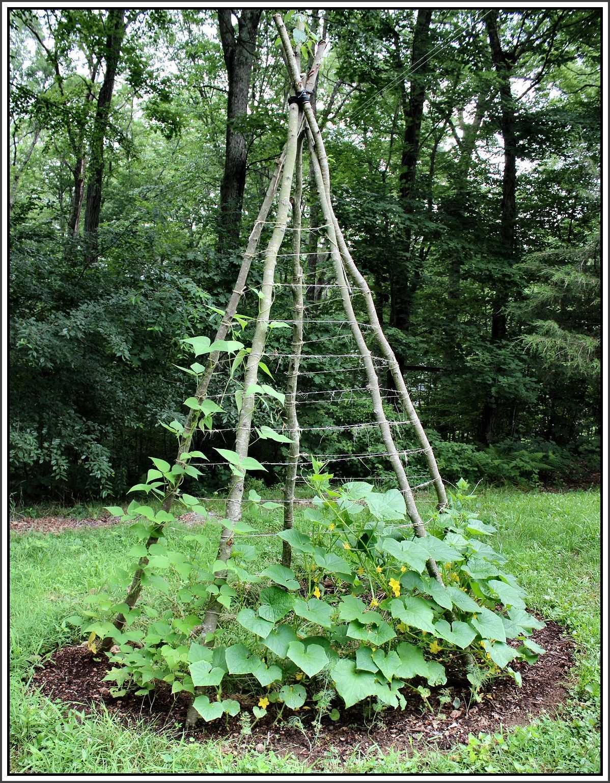 Homemade Garden Trellis Ideas | Vertical Gardening: Teepee Trellis