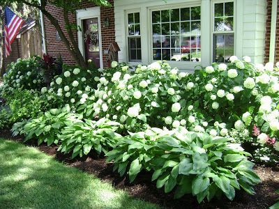 Hydrangea & Hosta – the perfect combination for low maintenance garden that is still striking