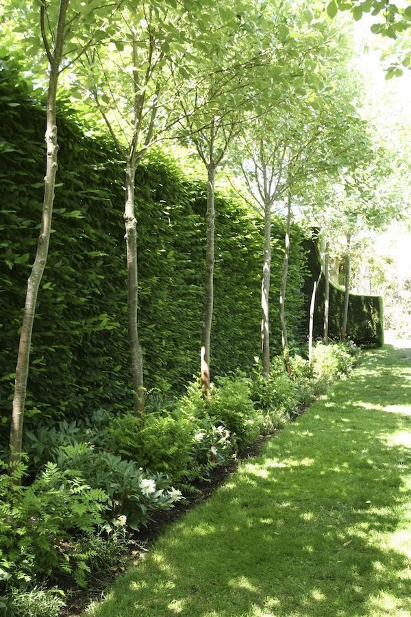 I love the look of this hedge and tree mixture for privacy  Red Cow Farm garden | GardenDrum
