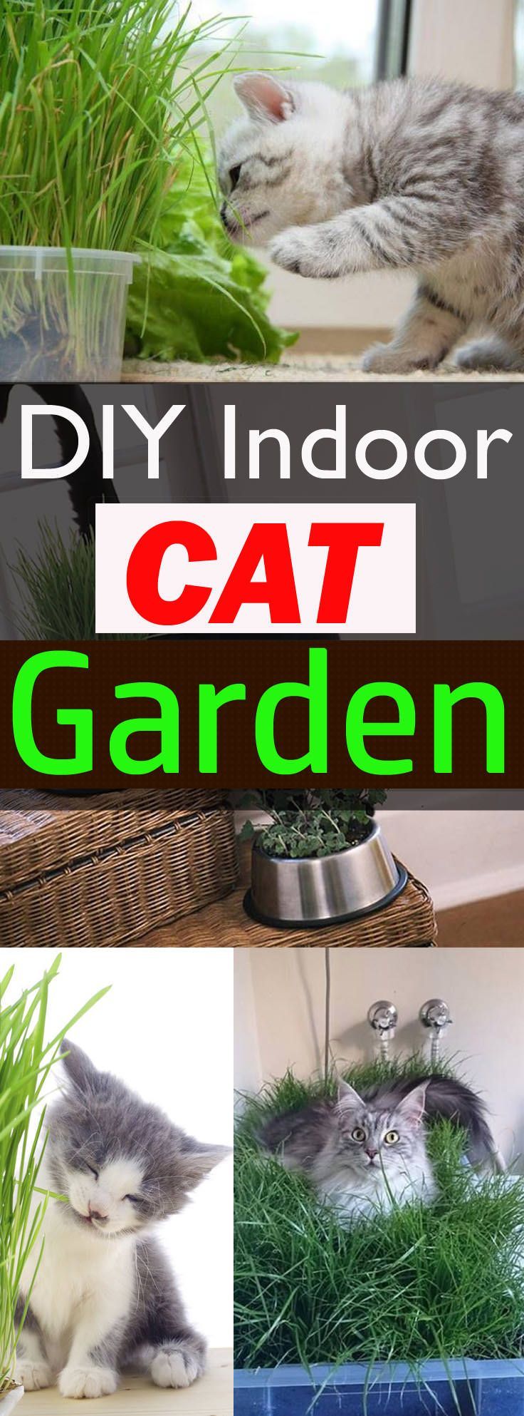 If you love your cat, it’s a good idea to make an indoor cat garden for her. Just follow this step by step guide to do this!