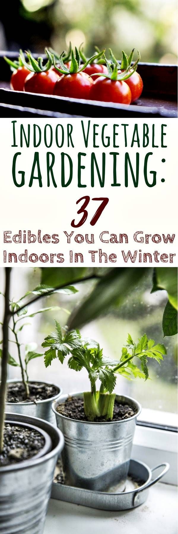 Indoor Vegetable Gardening: 37 Edibles You Can Grow Indoors In The Winter – As a prepper, one of the essential skills is for you