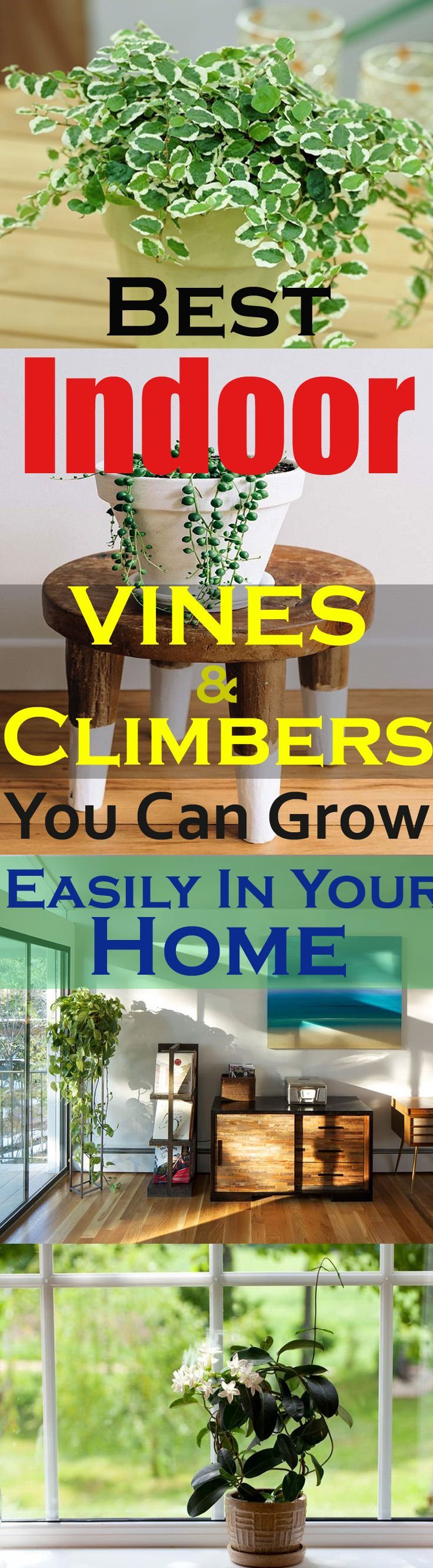 Love growing plants indoors? Some of the best indoor vines and climbers that are easy to grow listed here. Must check out!