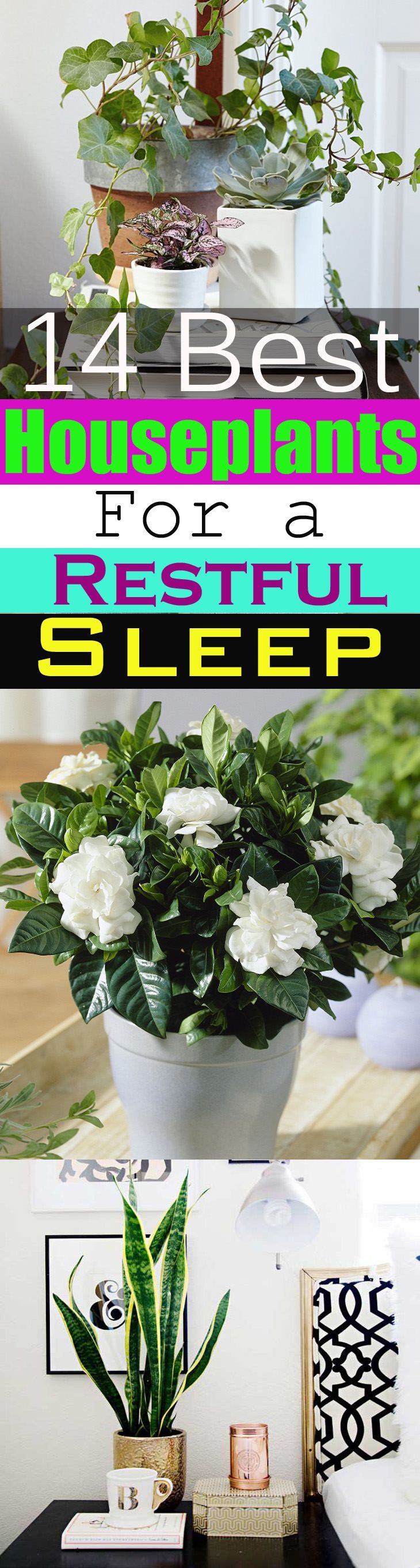 Plants grown indoors bring nature into the home but do you know there are plants that can help you sleep better? 14 Best