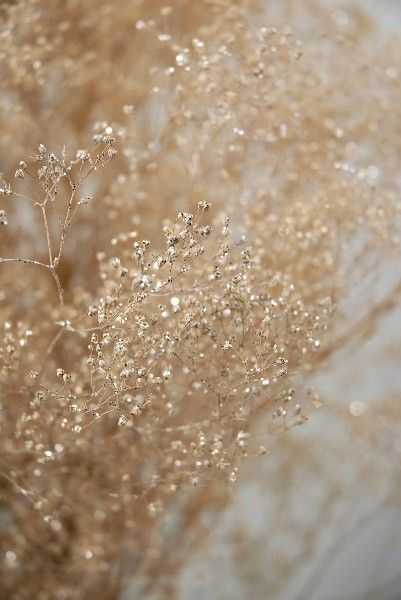 spray paint gold or silver on baby’s breath. I could always buy fake flowers and spray paint gold on them!