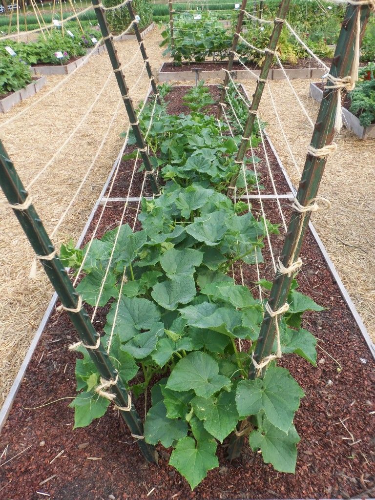 T-Posts and Twine Trellis for cucumbers or melons. Easy way to create support in the garden, using a v-shape.
