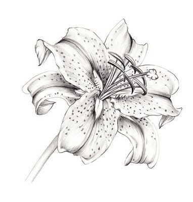 Thinking of adding a stargazer lily to my back, but a blue version.