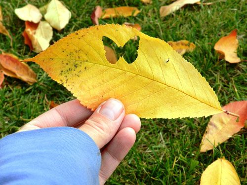 Collect the mark of autumn – share creative ideas for making plant leaves