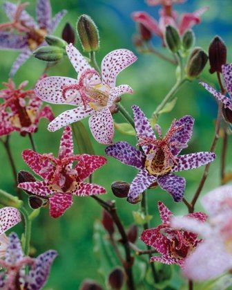 toad lilies – hardy, low maintenance, and great for shade. perfect!