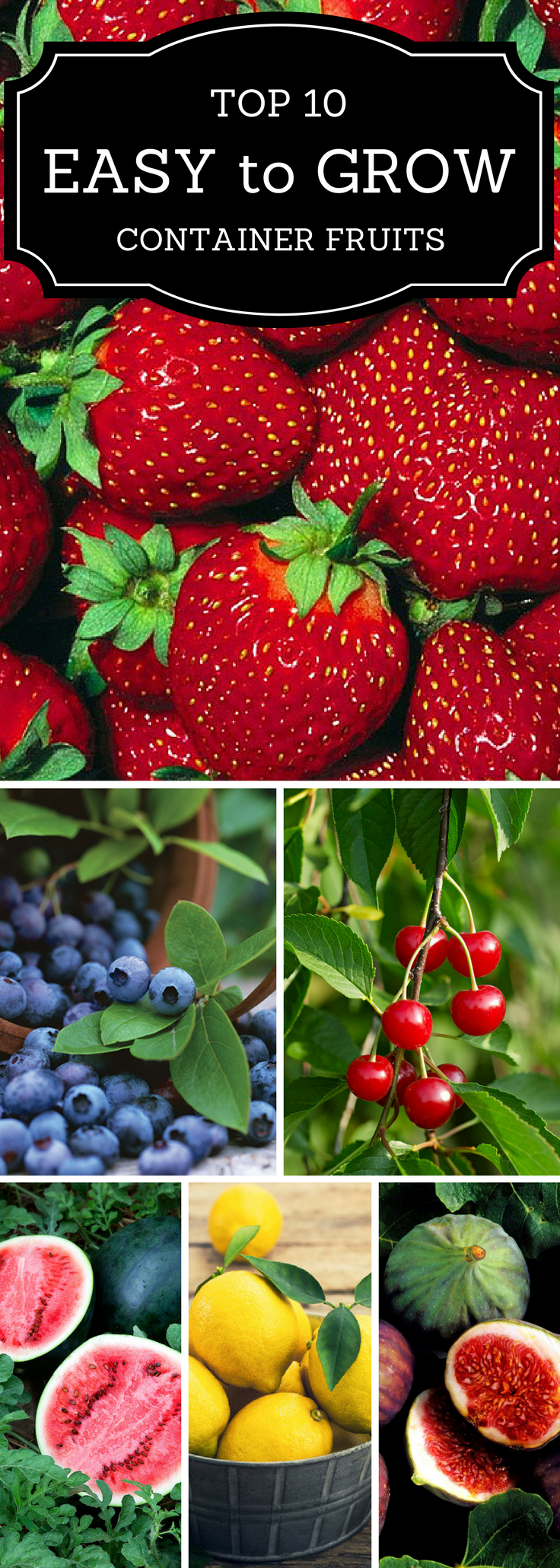 Top 10 Easy to Grow Container Fruits