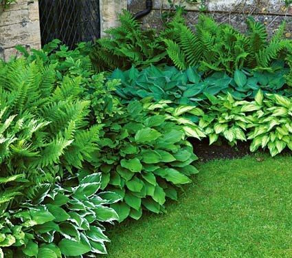 10 Best Shade Garden Plants                              …