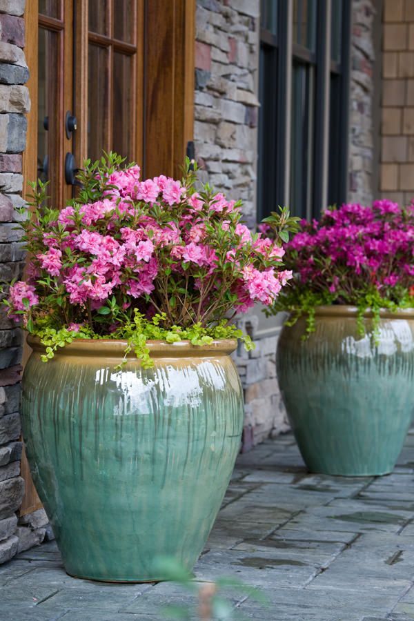 Beautiful azalea in glazed urn. So pretty at the front door,