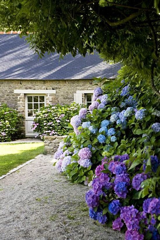 Blue and purple hydrangea hedge in a garden by a stone cottage via @thouswellblog
