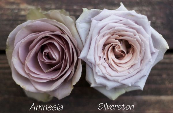 Color Study of Lavender and Purple Roses by Harvest Roses – http://www.harvestwholesale.com – Amnesia & Silverston.