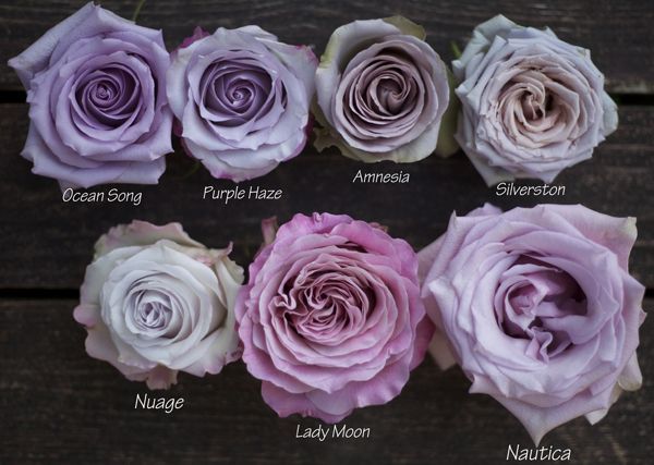 Color Study of Lavender and Purple Roses by Harvest Roses – http://www.harvestwholesale.com  Ocean Song, Purple Haze, Amnesia,
