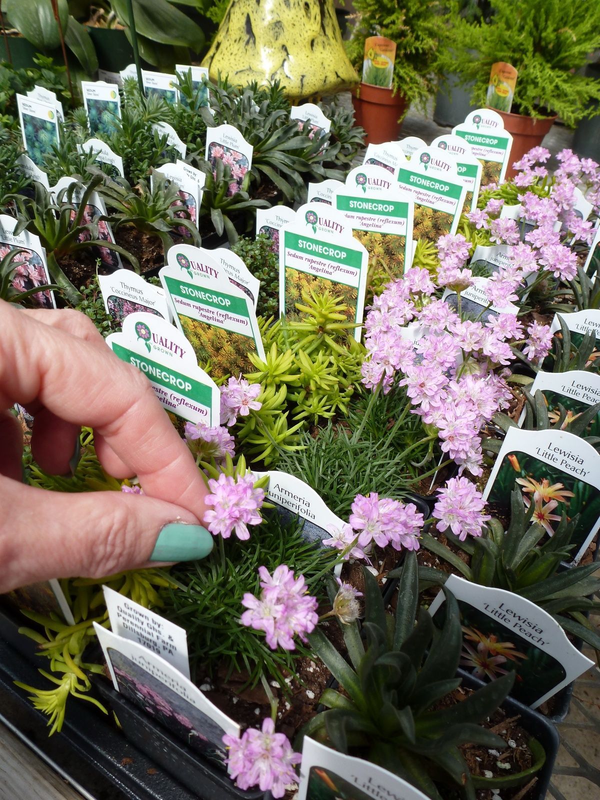 Create nameplates for plants and let kids get their hands dirty with these perennials for fairy gardening. Shop garden markers