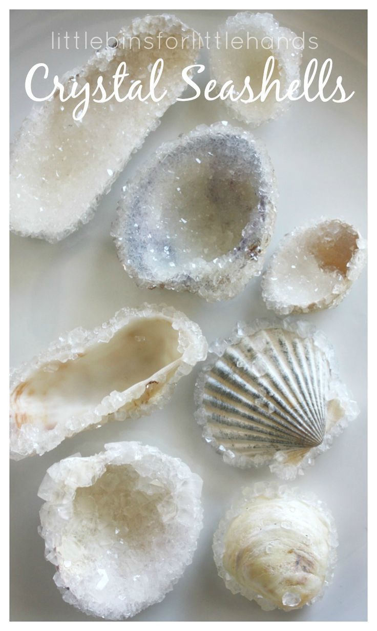 Crystal Seashells Borax Crystal Growing Science Experiment
