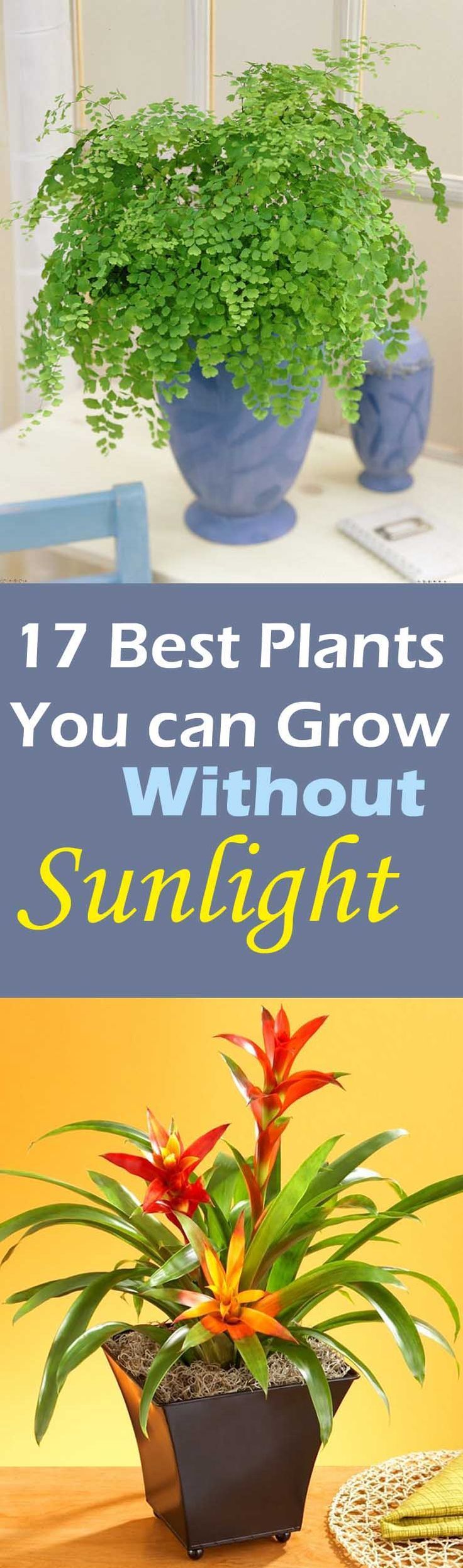 Do you have place in your house that don’t receive direct sun or do you want to grow plants in your living room, dining room or