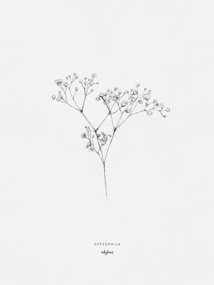 Drawing of gypsophila, also known as baby’s breath. It’s name derives from the meaning of pure of heart or innocence.