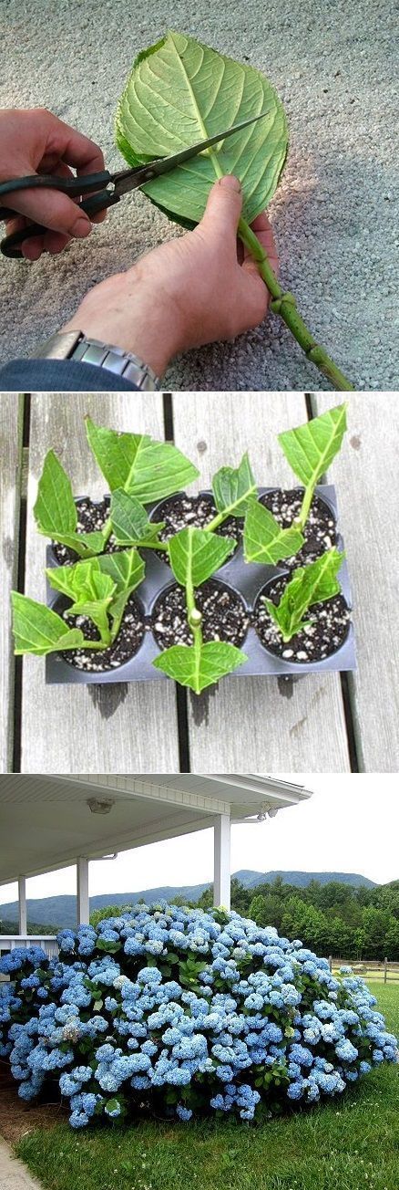 I love hydrangeas, this may be a good way to start. How to root hydrangea cuttings.