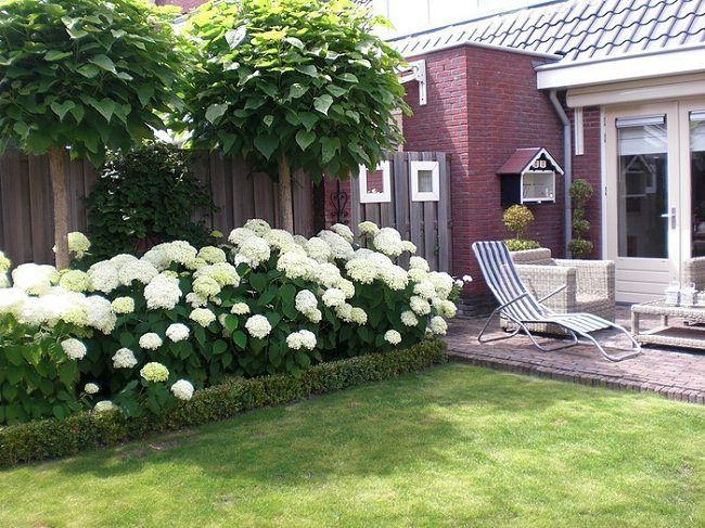 Landscaping with Hydrangeas is popular due to their captivating display of beautiful flowers and foliage. If right growing