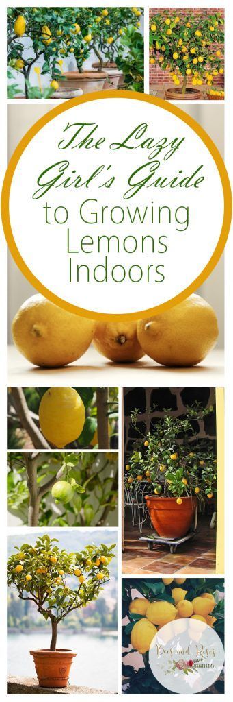 The Lazy Girl’s Guide to Growing Lemons Indoors