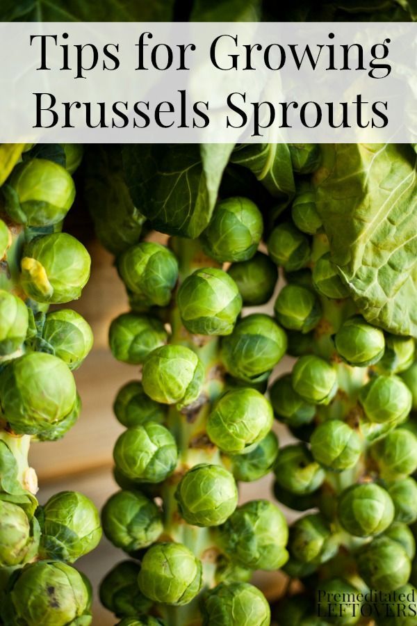 Tips for Growing Brussels Sprouts in the Garden – How to grow Brussels sprouts, how to transplant Brussels sprouts & when to