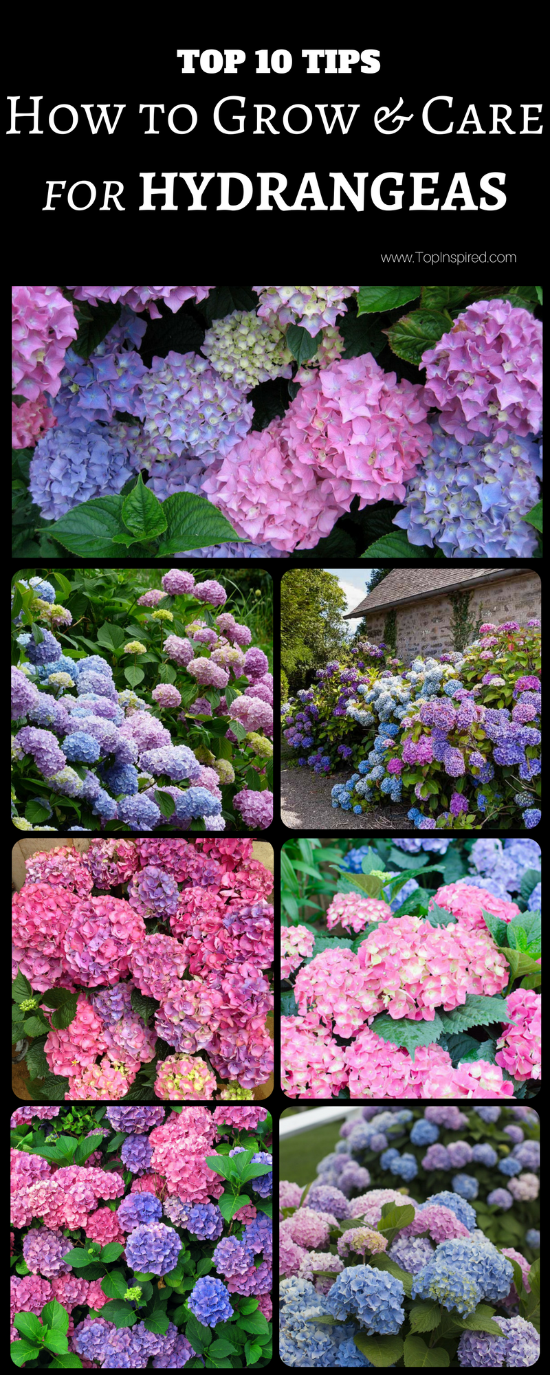 Top 10 Tips on How to Plant, Grow and Care for Hydrangeas | Garden Tips | Tips and instructions for planting and caring for
