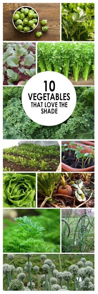 Vegetables, vegetable garden, shade vegetables, gardening 101, popular pin, gardening hacks, gardening tips.