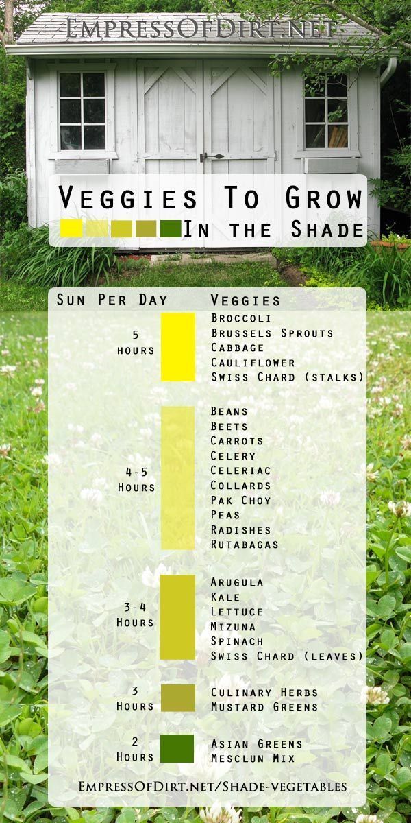 Veggies to grow in the shade at http://empressofdirt.net/shade-vegetables Lots of options including broccoli, spinach, kale,