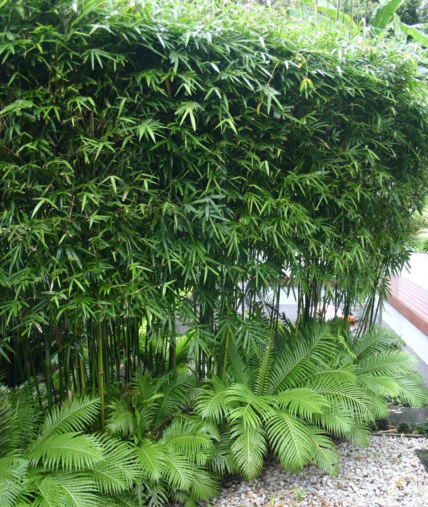 We like the little ferns at the bottom, to use along the side of the house Bamboo -Gracillis