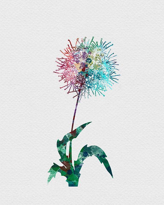 Dandelion Flower Watercolor Art