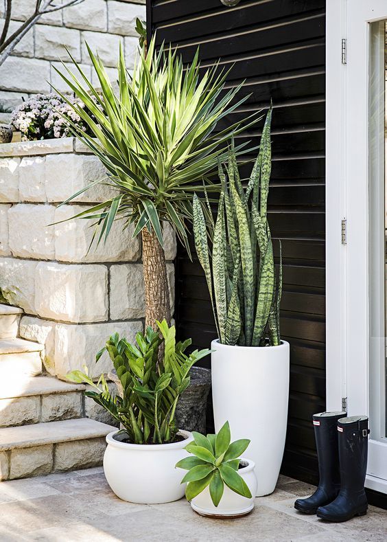 Different pots with different plants, various heights of green