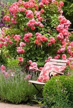 Garden chair next to shrub rose and lavender. Rosa ‘Rosarium Uetersen’, Buxus and Lavandula angustifolia