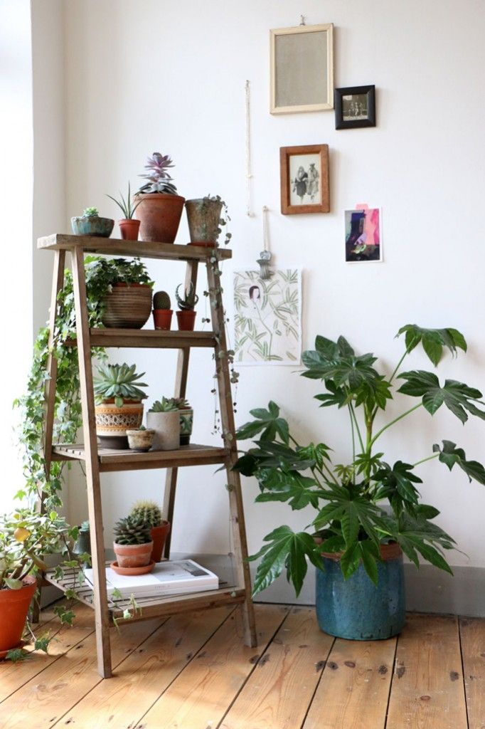 house plants, succulents, cactus and indoor gardens | potted plants and botanical design for the indoor garden