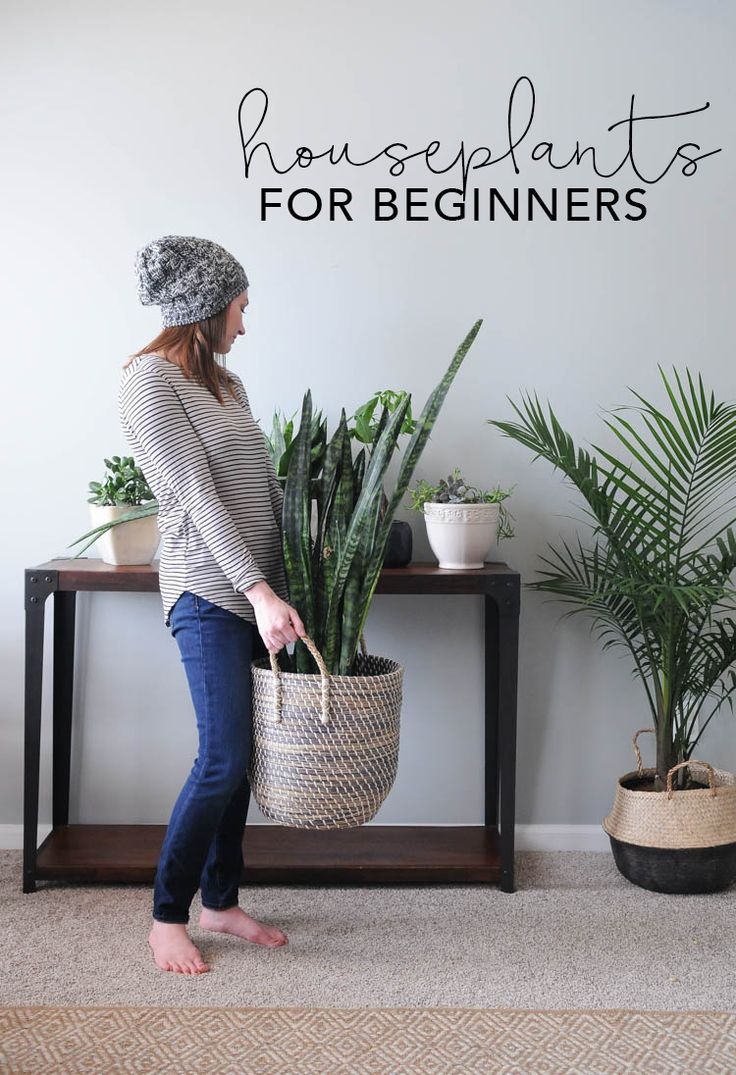 Houseplants for Beginners | My Breezy Room