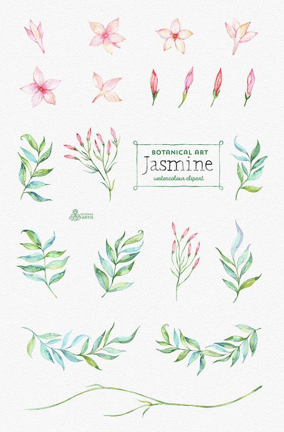 Jasmine. Botanical art. Floral Elements wreath by OctopusArtis