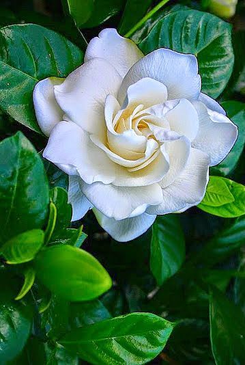 My favorite, gardenia!