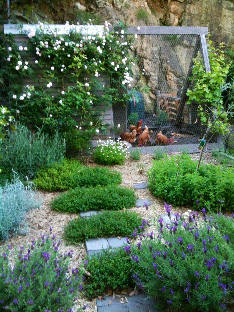 My herb and chook area growing beautifully. Climbing rose and grape on chook house. Lavender, daisies and herbs my favourites!