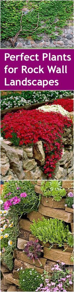 Rock wall landscaping, landscape with a rock wall, DIY landscaping, popular pin, outdoor landscaping, outdoor design, gardening