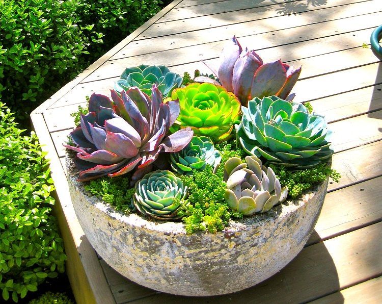 See these fascinating succulent planting ideas. You wll definitely find them interesting. The best part is that we have added