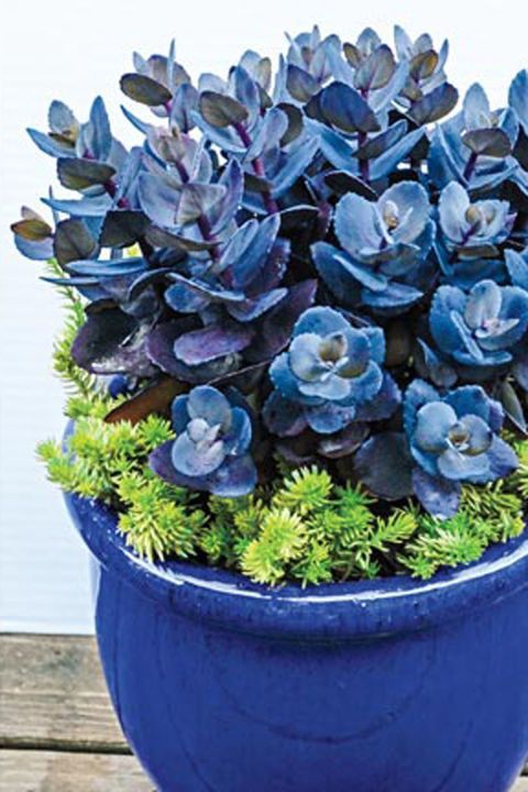 The blue beauty is already quite the stunner, but just wait until you see it produce pink flowers in the late summer. (Blue Pearl