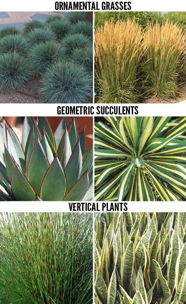 This week, we continue our series on drought tolerant plants for certain styles of landscape, in partnership with Mooch Exterior