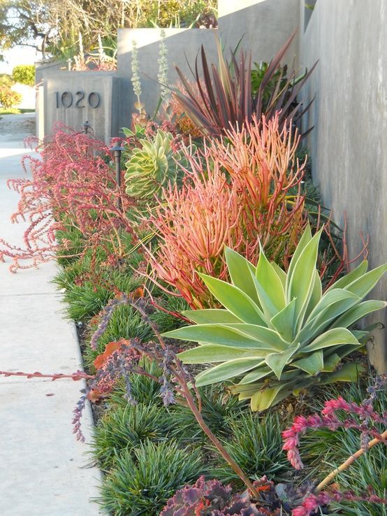 this would look great at the front towards the street and like the use of succulents.
